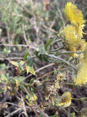 Helichrysum foetidum