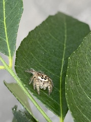 Salticidae