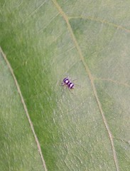 Phintella accentifera