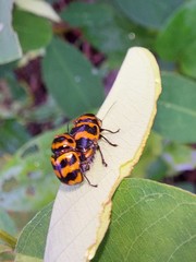 Cryptocephalus trifasciatus