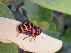 Cryptocephalus trifasciatus