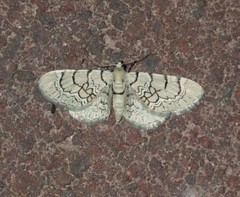 Eupithecia venosata