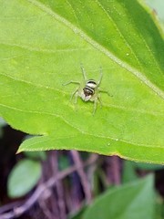 Phintella accentifera