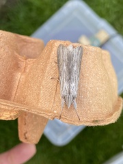 Cucullia chamomillae