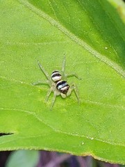 Phintella accentifera