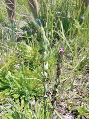 Carphephorus odoratissimus