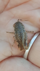 Synidotea laticauda