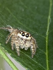 Salticidae