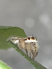 Salticidae