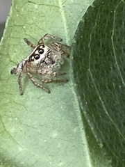Salticidae
