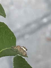 Salticidae