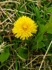 Taraxacum officinale