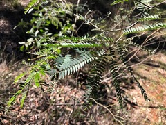 Acacia fimbriata