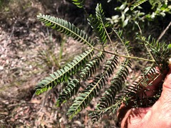 Acacia fimbriata