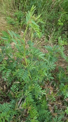 Glycyrrhiza glabra