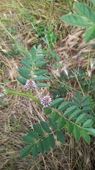 Glycyrrhiza glabra