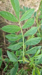 Glycyrrhiza glabra