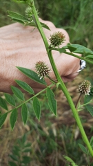 Glycyrrhiza glabra