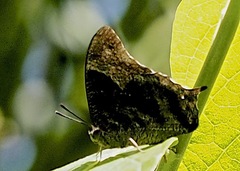 Memphis perenna perenna