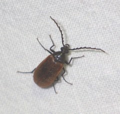 Pseudocistela ceramboides