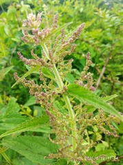 Urtica dioica
