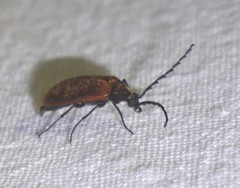 Pseudocistela ceramboides