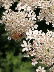Apis mellifera