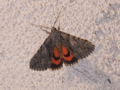 Catocala verrilliana