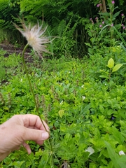 Pulsatilla vulgaris