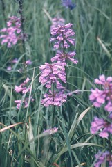 Penstemon globosus