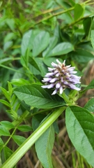Glycyrrhiza glabra