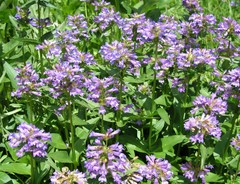 Penstemon globosus