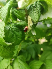 Harmonia axyridis