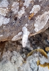 Albinaria caerulea