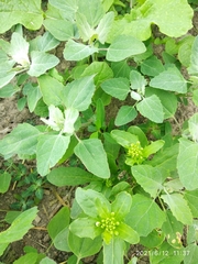 Chenopodium album