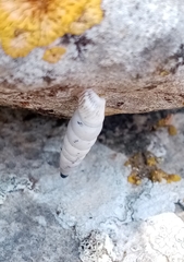 Albinaria caerulea