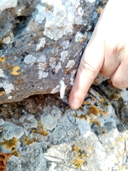 Albinaria caerulea