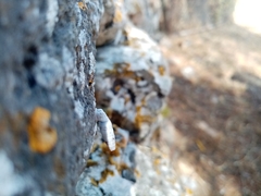 Albinaria caerulea