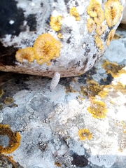 Albinaria caerulea