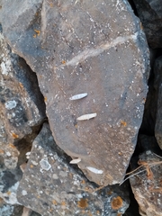 Albinaria caerulea