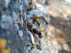 Albinaria caerulea