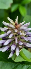 Glycyrrhiza glabra