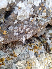 Albinaria caerulea