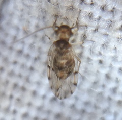 Ectopsocidae