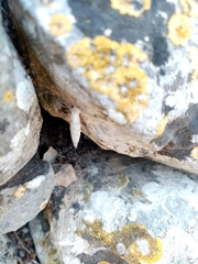 Albinaria caerulea