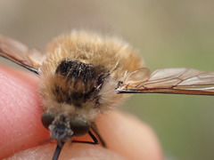 Bombylius venosus