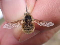 Bombylius venosus
