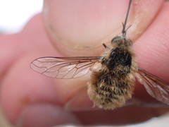 Bombylius venosus