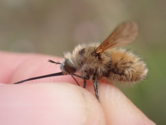 Bombylius venosus