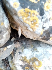 Albinaria caerulea